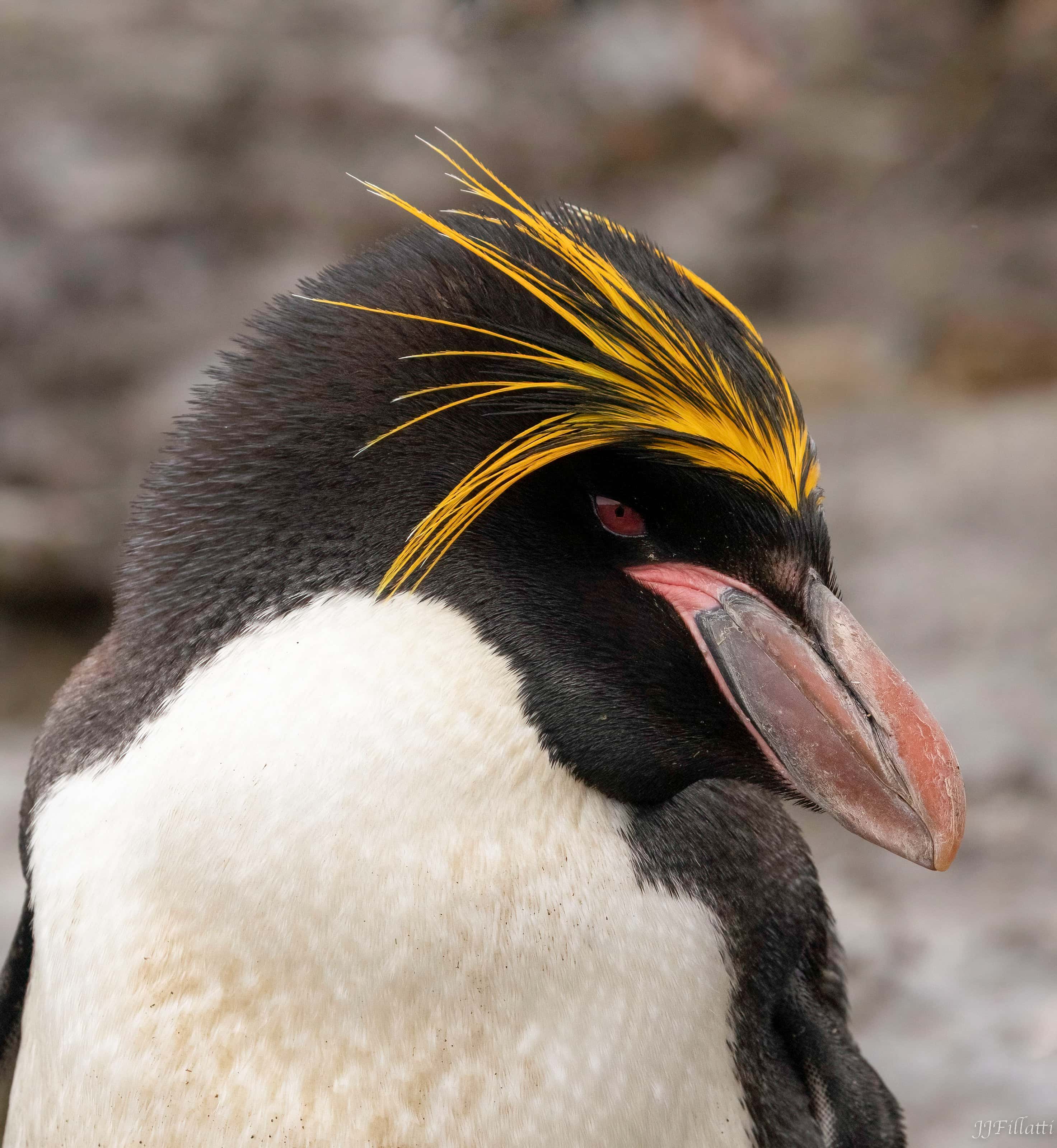 bird of the falklands image 58